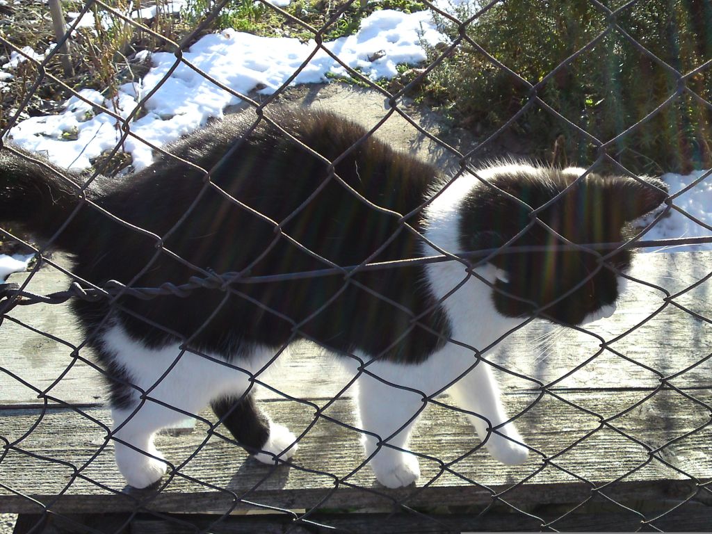 Digital detox #2 : moment de grâce avec un chat