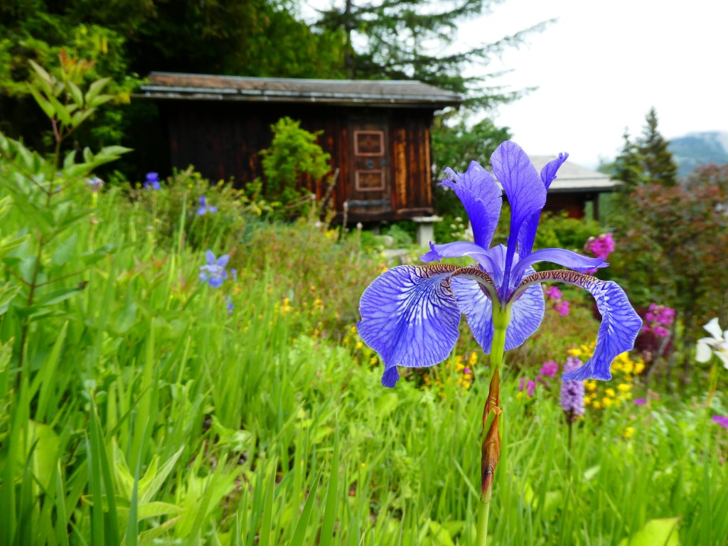 Champex-lac &Jardin botanique&nbsp;alpin